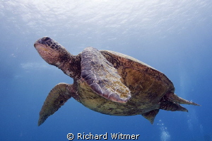 Turtle in Hawaii.  Tokina 10-17. by Richard Witmer 